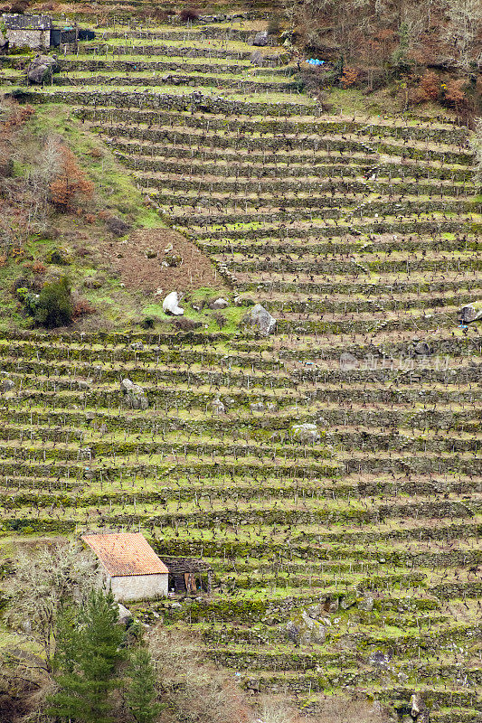 西班牙加利西亚的Ribeira sacra葡萄园和酒窖。